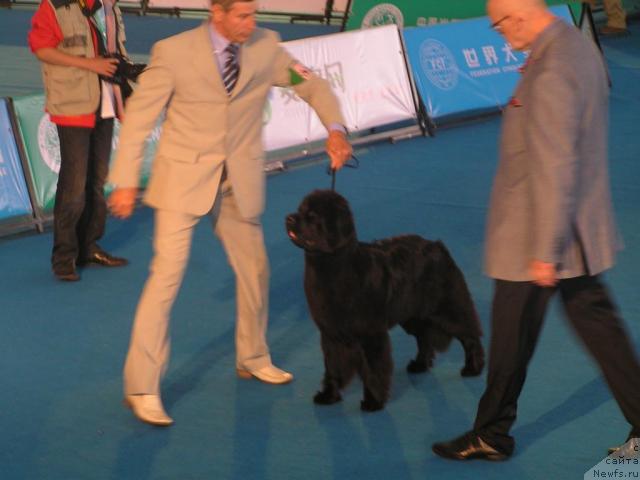 Фото: ньюфаундленд Интерио Соури из Медвежьего Яра (Interio Souri iz Medvejyego Yara)