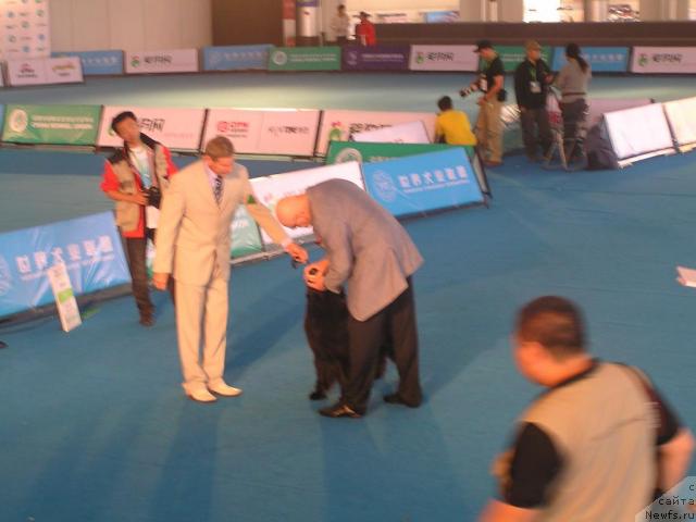 Фото: ньюфаундленд Интерио Соури из Медвежьего Яра (Interio Souri iz Medvejyego Yara)