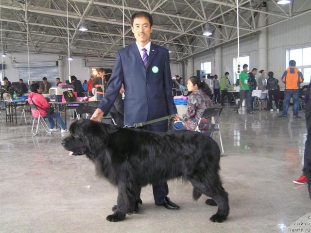 Фото: ньюфаундленд Акватория Келвин Зигмунд