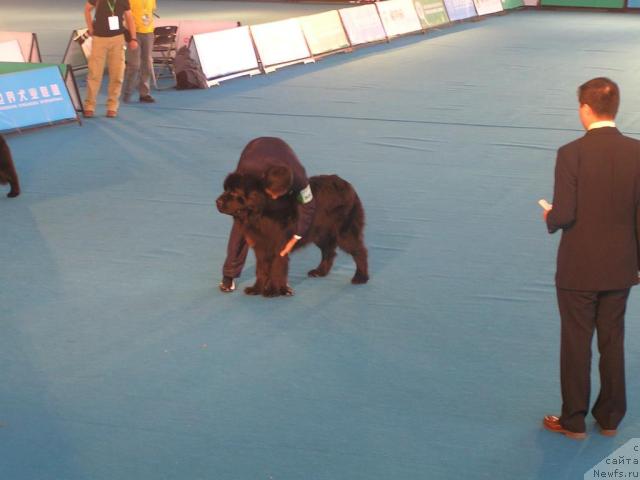 Фото: ньюфаундленд Акватория Келвин Зигмунд