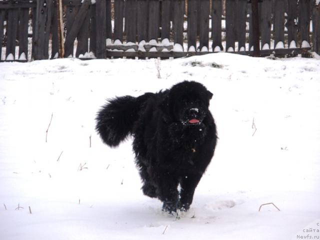 Фото: ньюфаундленд Фелиция
