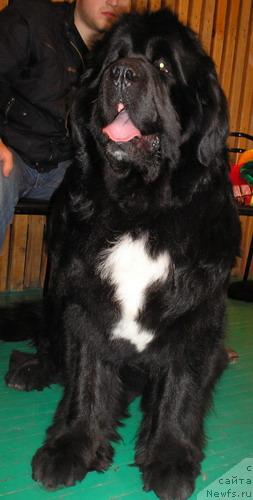 Фото: ньюфаундленд Hariton Parming von Schonbuhl, Александр Томилов