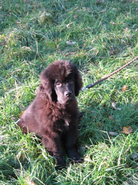 Фото: ньюфаундленд Потап Юкси