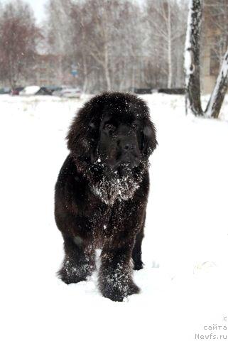 Фото: ньюфаундленд Формула Любви от Сибирского Медведя