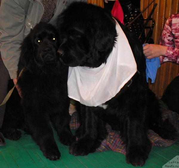 Фото: ньюфаундленд Hariton Parming von Schonbuhl, ньюфаундленд Клиффорд из Тихого Омута