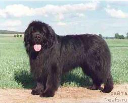 Фото: ньюфаундленд Icebreaker vom Riesrand