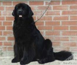 Фото: ньюфаундленд Abby vom Elsterufer