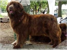 Фото: ньюфаундленд Das Barle vom Elsterufer