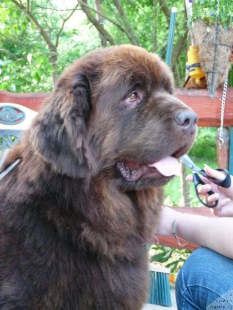 Фото: ньюфаундленд Siriuss vom Elsterufer