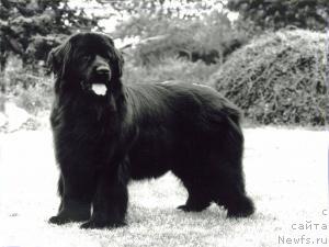 Фото: ньюфаундленд Brendy van 't Durpke