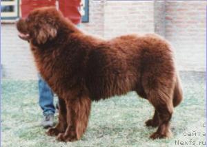 Фото: ньюфаундленд Enasjons Jonathan