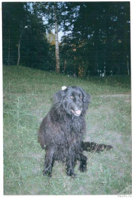 Фото: ньюфаундленд Жаннет Зегюрем