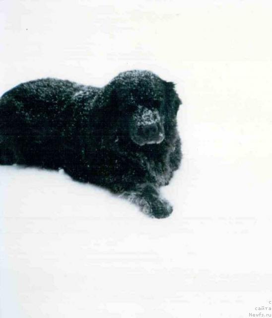 Фото: ньюфаундленд Жаннет Зегюрем