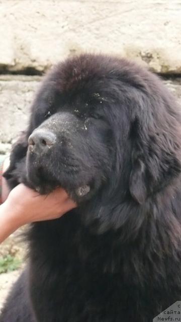 Фото: ньюфаундленд Midnight Lady's All You Need