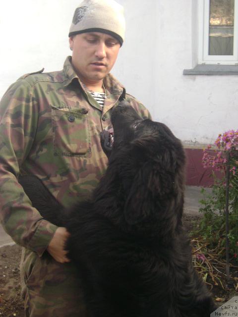 Фото: ньюфаундленд Лондонский Денди, Максим Полтарак
