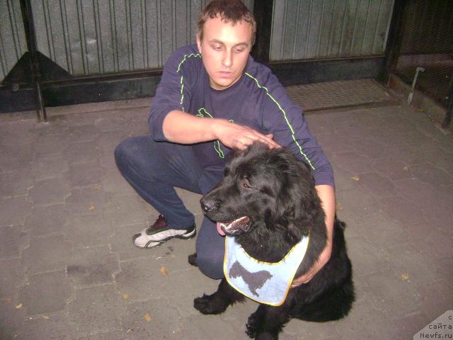 Фото: ньюфаундленд Лондонский Денди, Максим Полтарак