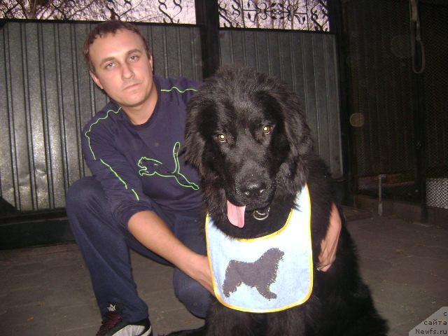 Фото: ньюфаундленд Лондонский Денди, Максим Полтарак