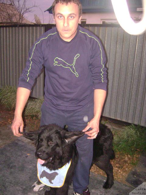Фото: ньюфаундленд Лондонский Денди, Максим Полтарак