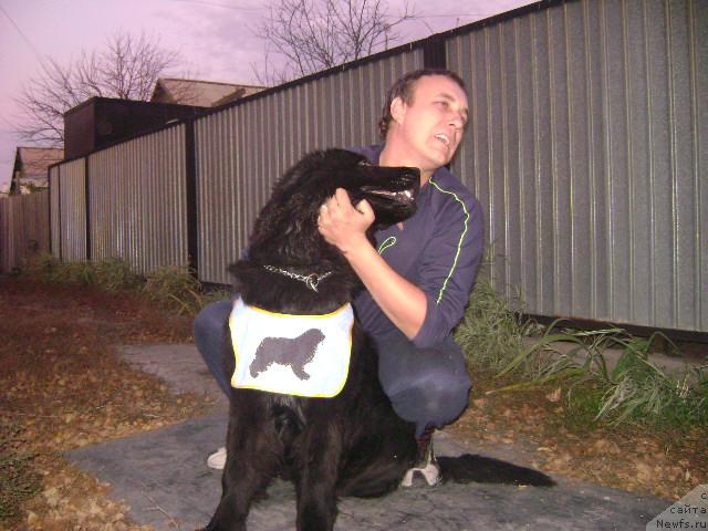 Фото: ньюфаундленд Лондонский Денди, Максим Полтарак