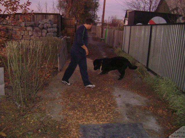 Фото: ньюфаундленд Лондонский Денди, Максим Полтарак