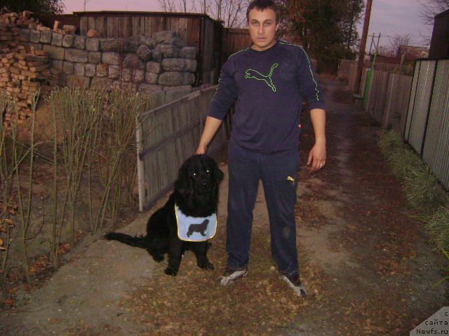 Фото: ньюфаундленд Лондонский Денди, Максим Полтарак