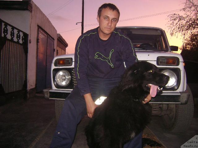 Фото: ньюфаундленд Лондонский Денди, Максим Полтарак