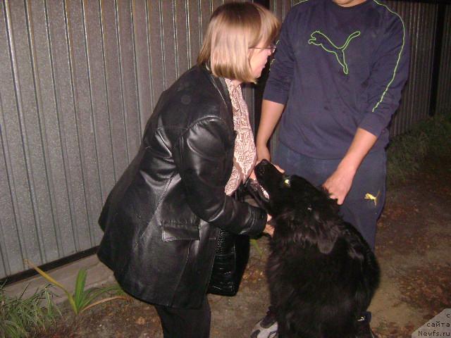 Фото: ньюфаундленд Лондонский Денди, Максим Полтарак