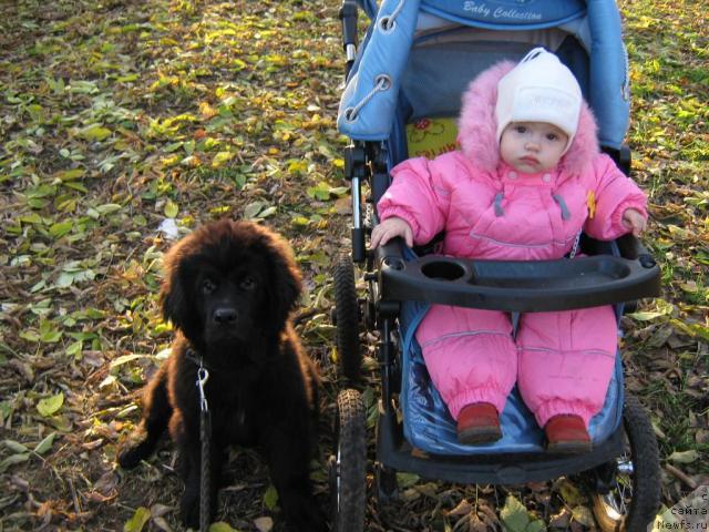 Фото: ньюфаундленд Потап Юкси