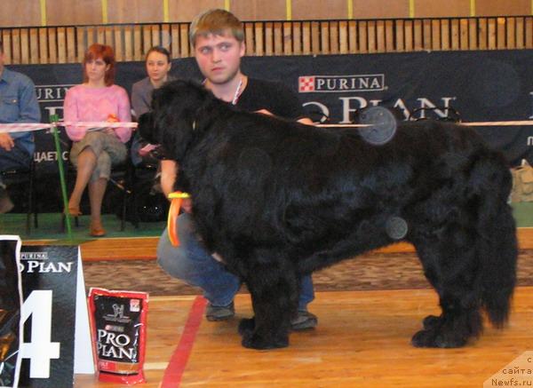 Фото: ньюфаундленд Hariton Parming von Schonbuhl