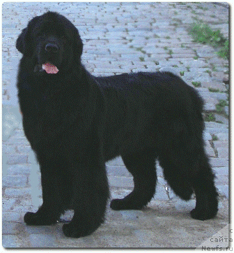 Фото: ньюфаундленд Арх Бьюти Окси Свет