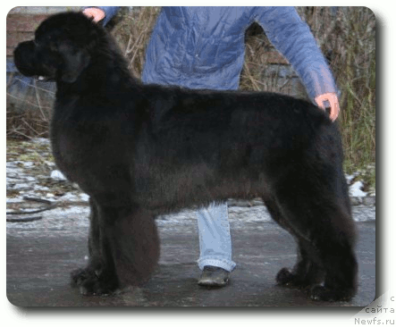 Фото: ньюфаундленд Плюшевая Панда Искрящийся Калипсо (Plushevaya Panda Iskryaschiysya Calipso)