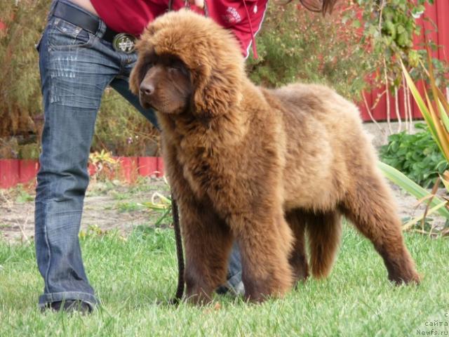 Фото: ньюфаундленд Адель Шоколадная Леди