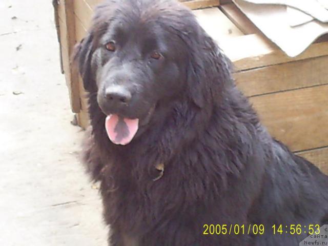 Фото: ньюфаундленд Василиса