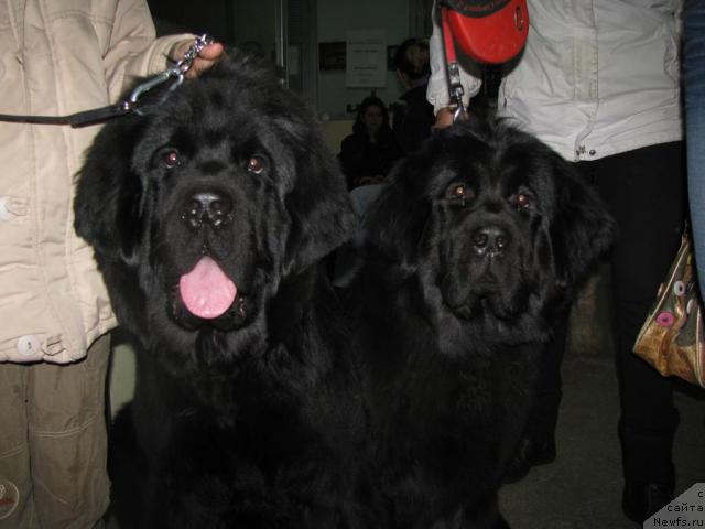 Фото: ньюфаундленд Грациозный со Звездного Неба, ньюфаундленд Грация Ночи