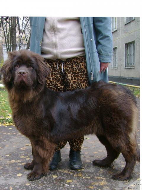 Фото: ньюфаундленд Джаконда