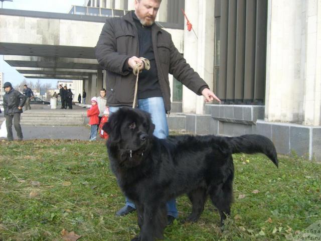 Фото: ньюфаундленд Фанньюф Олигарх Литавр