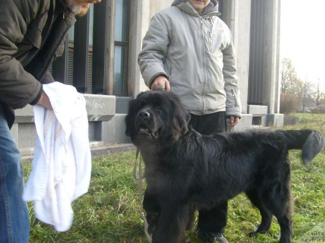 Фото: ньюфаундленд Фанньюф Олигарх Литавр