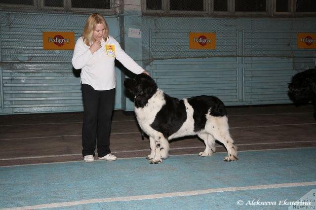 Фото: ньюфаундленд Веснушка на Счастье (Vesnushka na Shastie), Елена Заборова (Брехина)