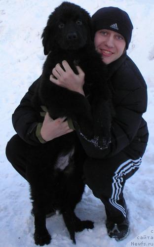 Фото: ньюфаундленд Клиффорд из Тихого Омута, Александр Томилов