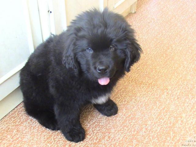 Фото: ньюфаундленд Супер Бизон Вилли Ванилли