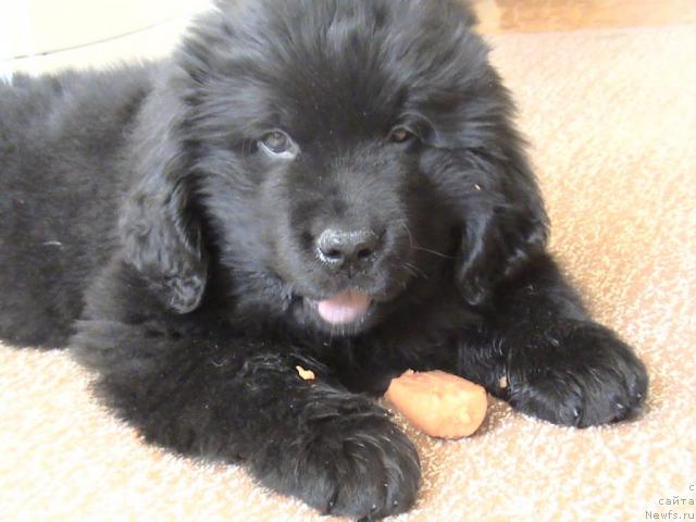 Фото: ньюфаундленд Супер Бизон Вилли Ванилли