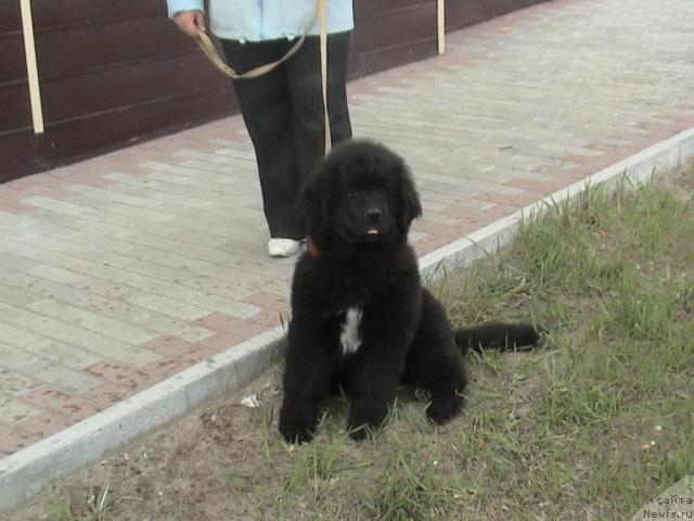 Фото: ньюфаундленд Супер Бизон Вилли Ванилли