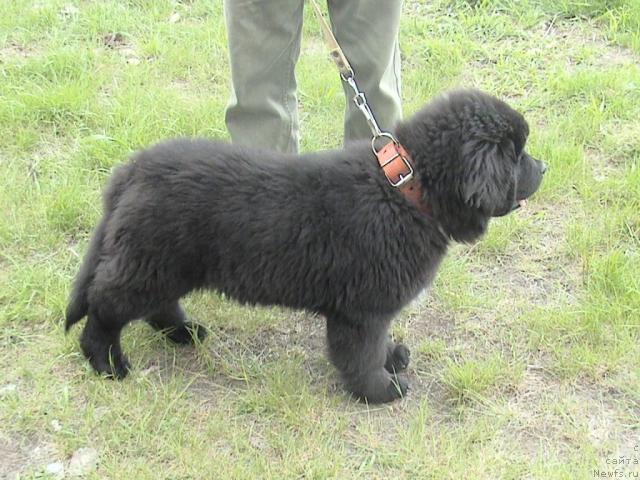 Фото: ньюфаундленд Супер Бизон Вилли Ванилли