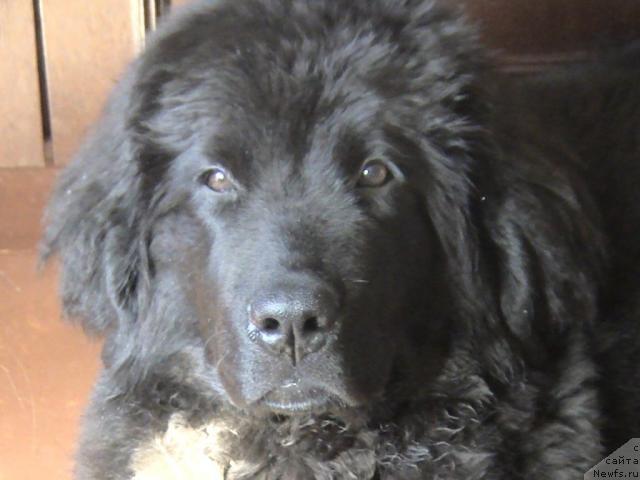 Фото: ньюфаундленд Супер Бизон Вилли Ванилли