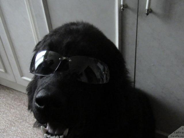 Фото: ньюфаундленд Супер Бизон Вилли Ванилли