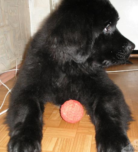 Фото: ньюфаундленд Клиффорд из Тихого Омута