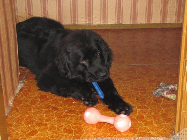 Фото: ньюфаундленд Супер Бизон Вилли Ванилли