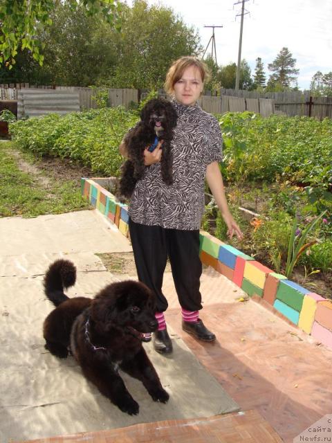 Фото: ньюфаундленд Супер Бизон Вилли Ванилли