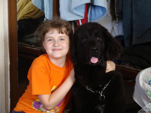 Фото: ньюфаундленд Супер Бизон Вилли Ванилли