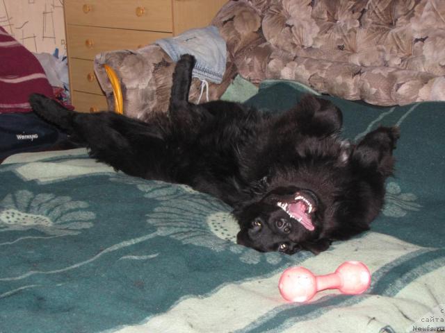 Фото: ньюфаундленд Супер Бизон Вилли Ванилли